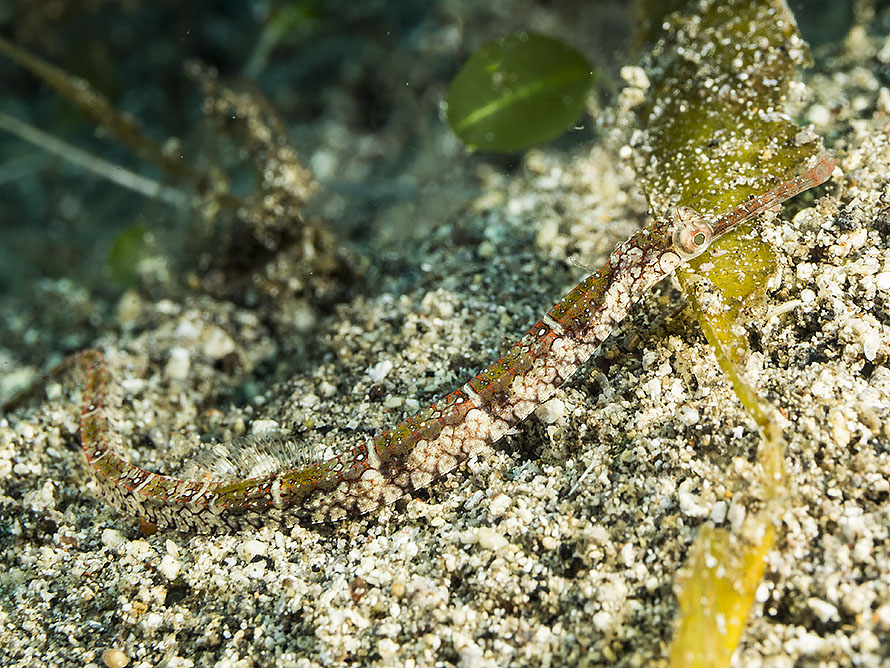 Pipefish sp. A